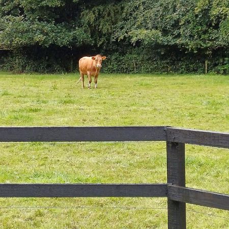 Lara, Maynooth W23P9H6 Экстерьер фото