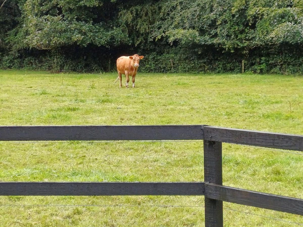 Lara, Maynooth W23P9H6 Экстерьер фото